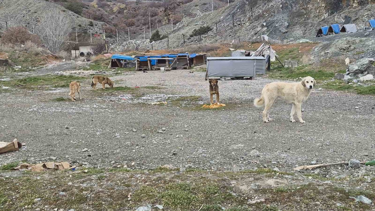 Onlarca köpek bu yuvalarda ısınıyor
