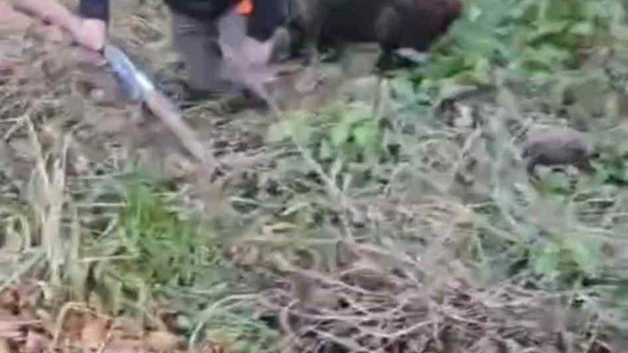 Domuzun saldırısından avcı arkadaşları kurtardı
