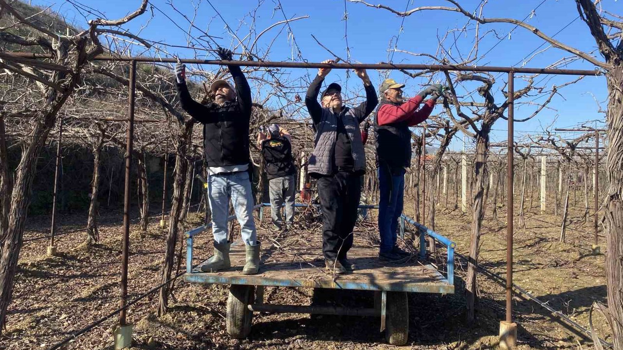 Alaşehir’de yağmur ve kar çiftçiye umut oldu
