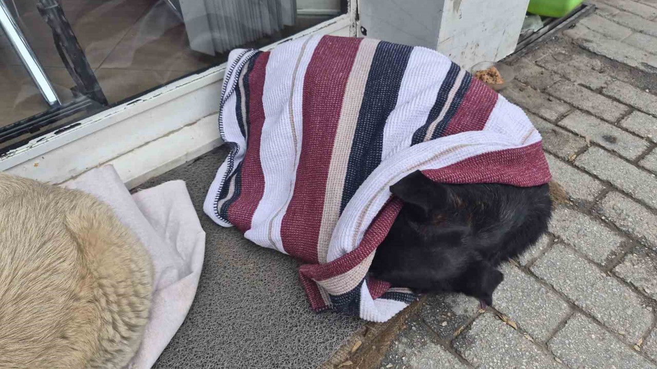 Soğuktan üşüyen sokak köpeği için çözümü üzerini örtmekte buldu
