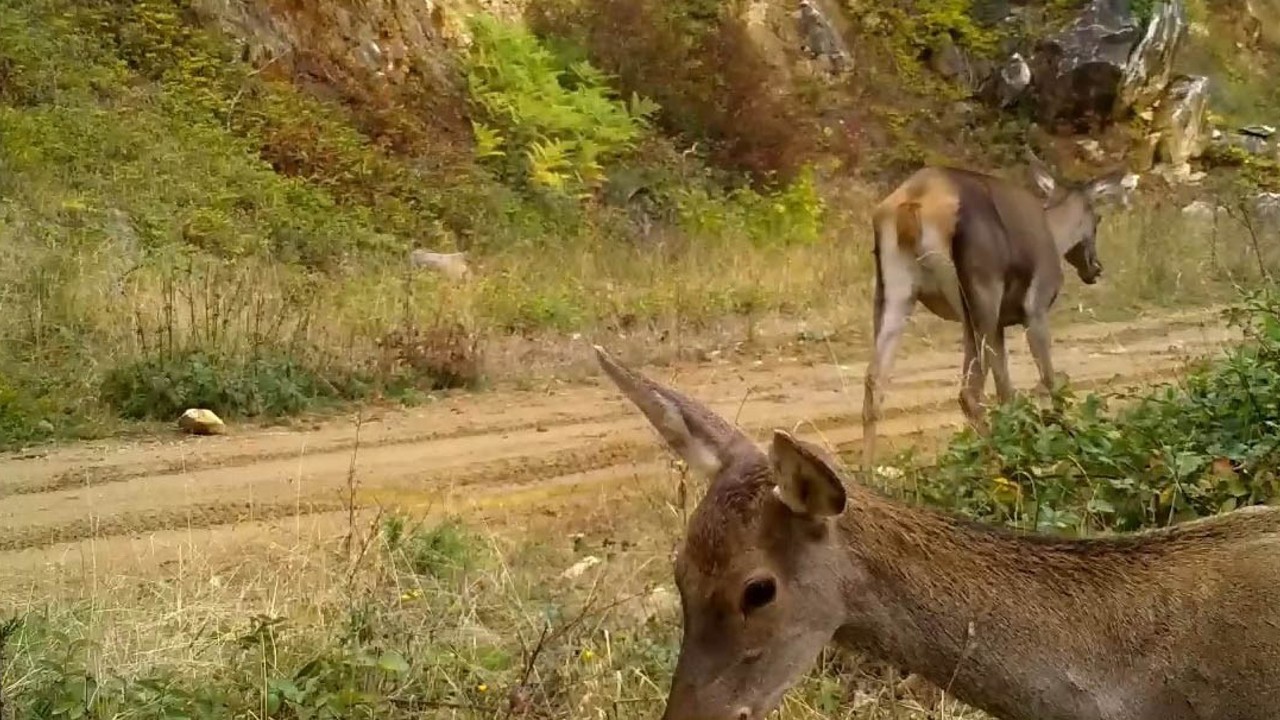 Bursa’nın kızıl geyikleri fotokapana takıldı
