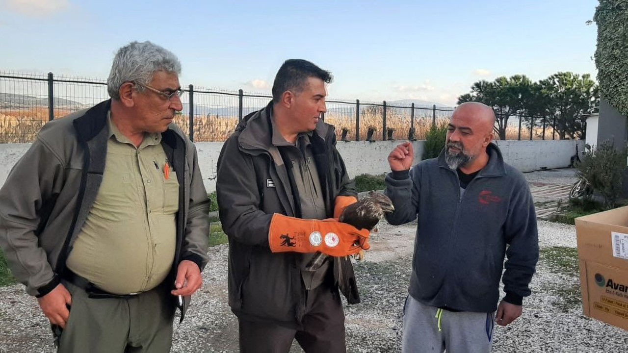 Çanakkale’de yaralı şahin koruma altına alındı
