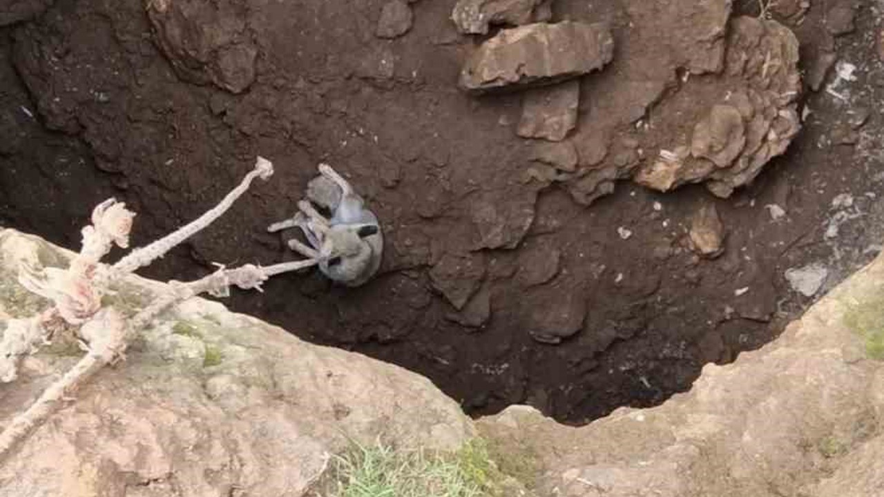 Mardin’de kuyuya düşen tilkiyi gençler kurtardı
