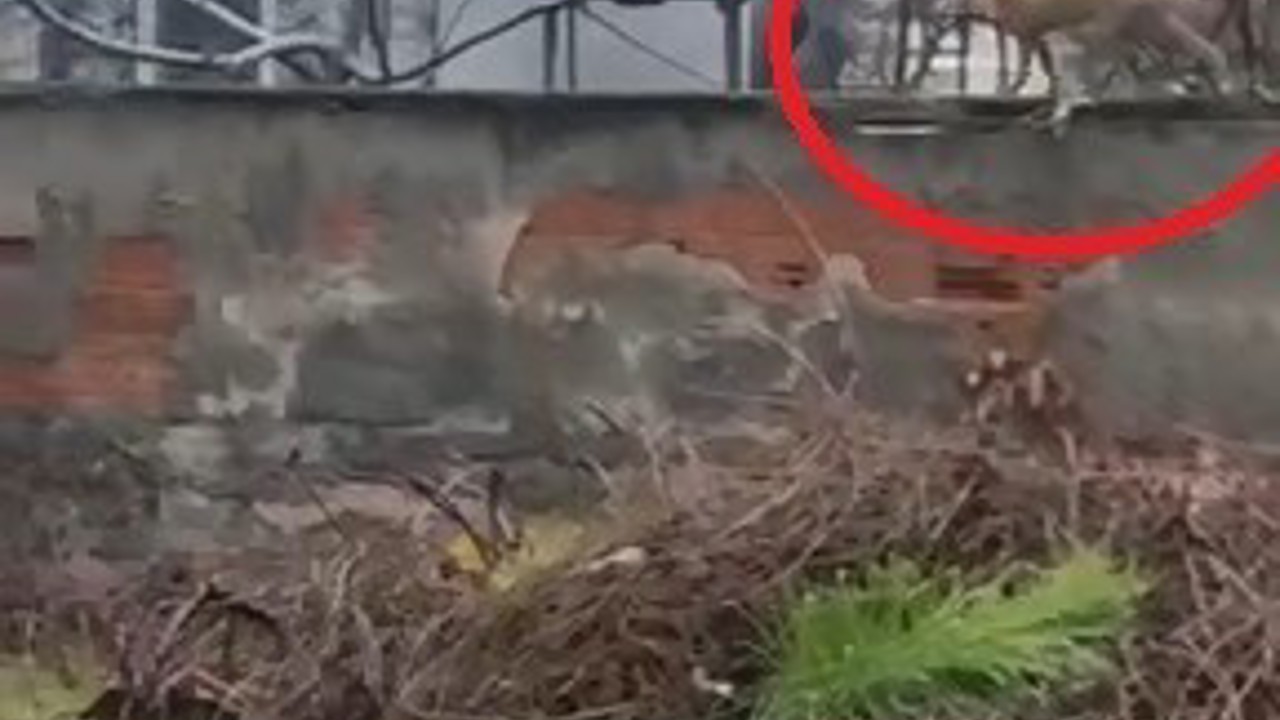 Sokak aralarında gezen tilki dikkat çekti
