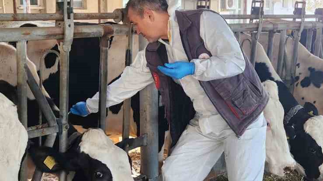 Söke TAYEM’de tüberküloz ve brucella taraması yapıldı
