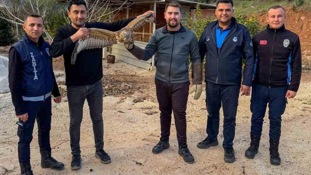 Kumluca’da yaralı atmaca tedavisi sonrası doğaya bırakıldı
