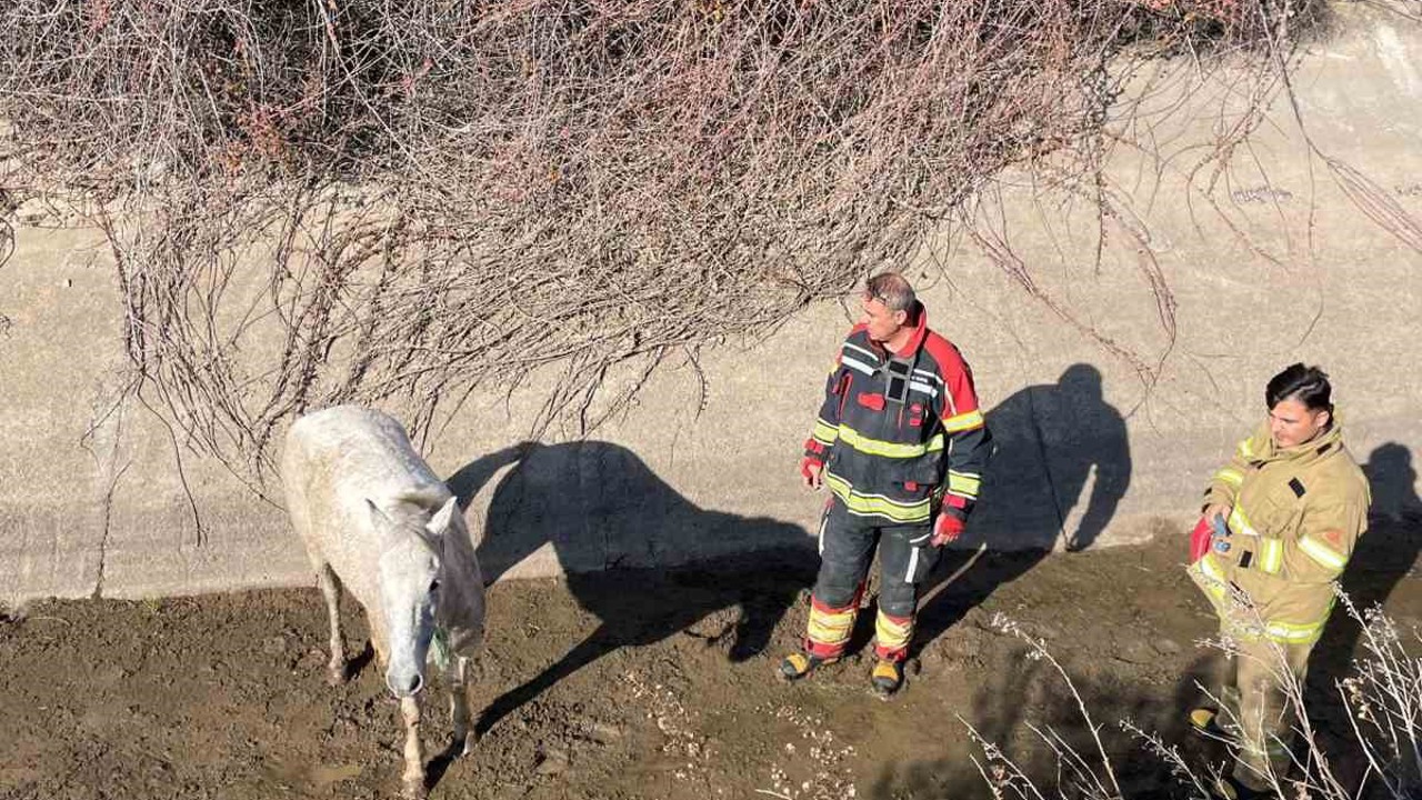 Ayvalık’ta itfaiyeden at kurtarma operasyonu

