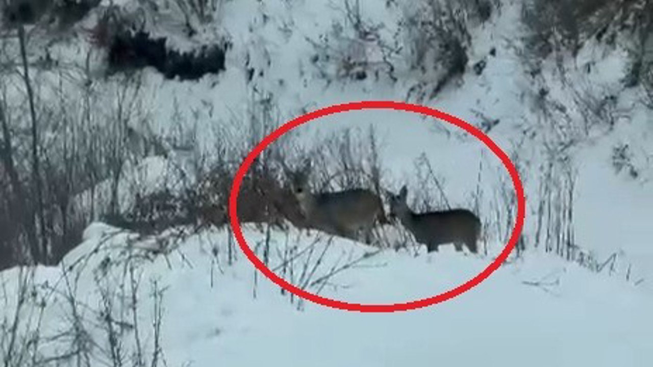 Akdağ’da karacalar görüntülendi
