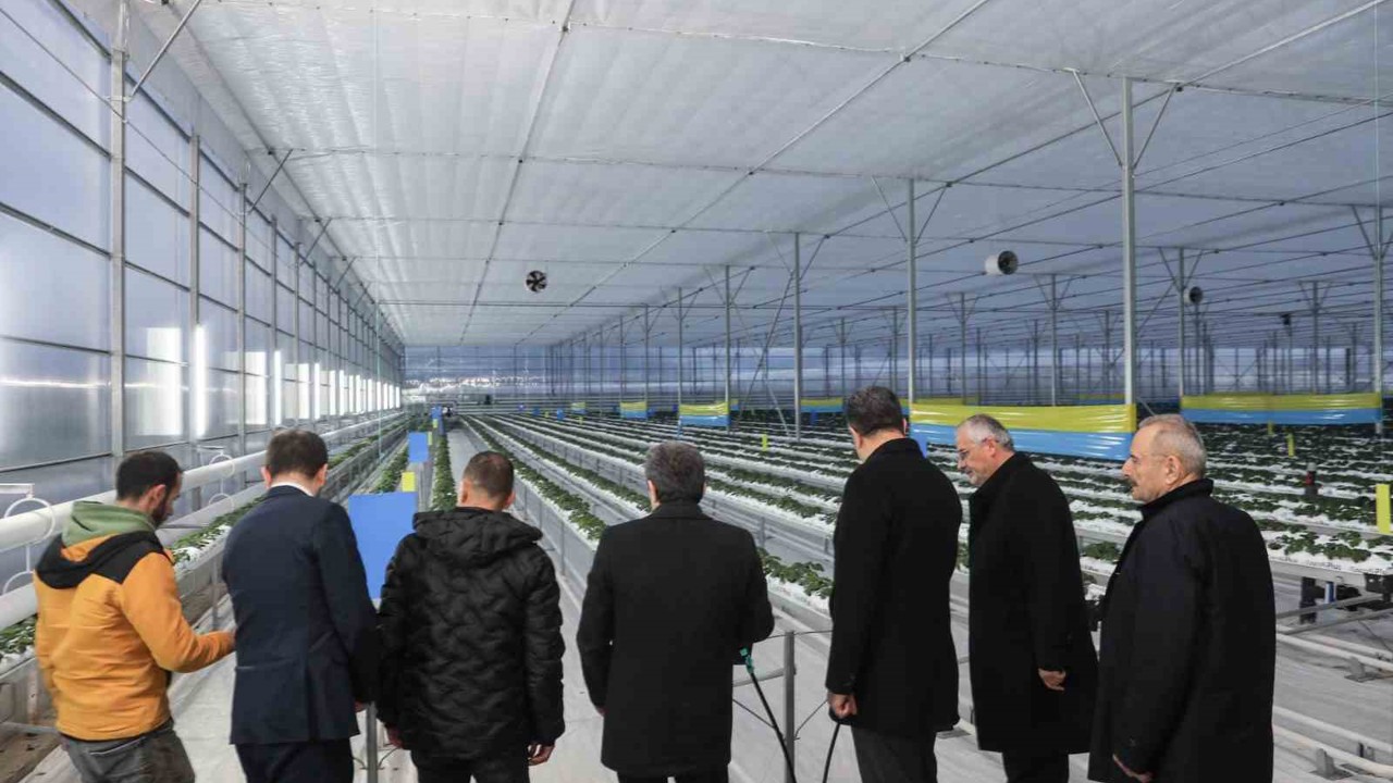 Bafra Sera OTB’de topraksız çilek üretimi
