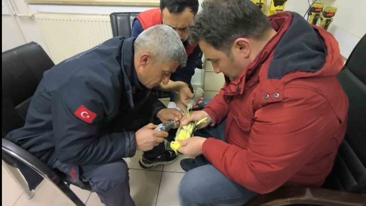 Şanlıurfa’da papağanın ayağına sıkışan halhal itfaiye ekiplerinin operasyonuyla çıkarıldı
