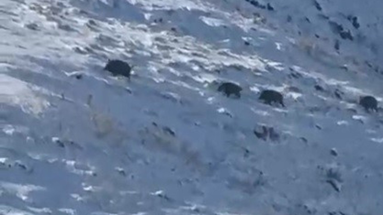 Kars’ta aç kalan yaban domuzları yerleşim yerlerine indi
