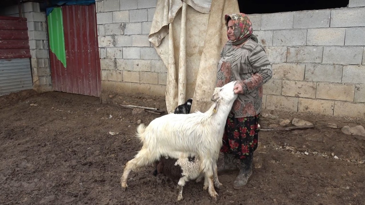 Annesinin kabul etmediği kuzuyu keçiler sahiplendi
