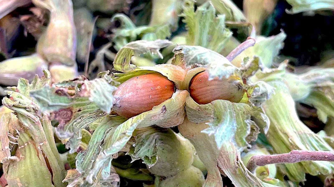 Uludağ’ın fındığı destek bekliyor
