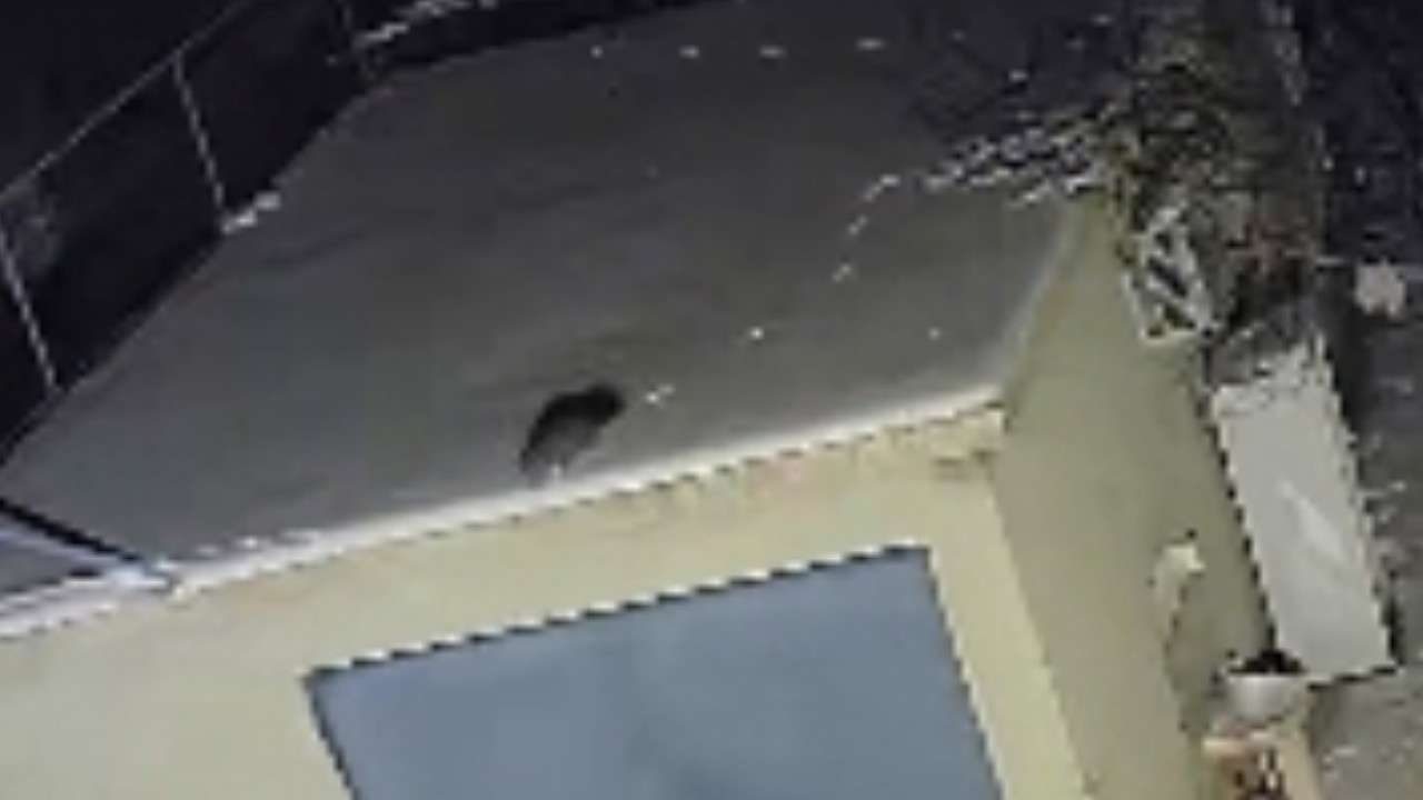 Nesli tükenme tehlikesi altında olan sansar görüntülendi
