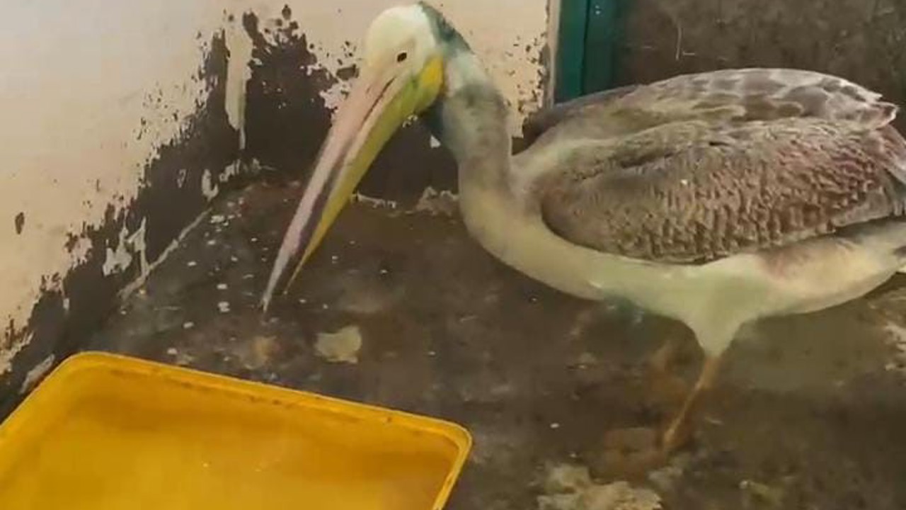 Bursa’da tedavisi tamamlanan ak pelikan doğaya salındı
