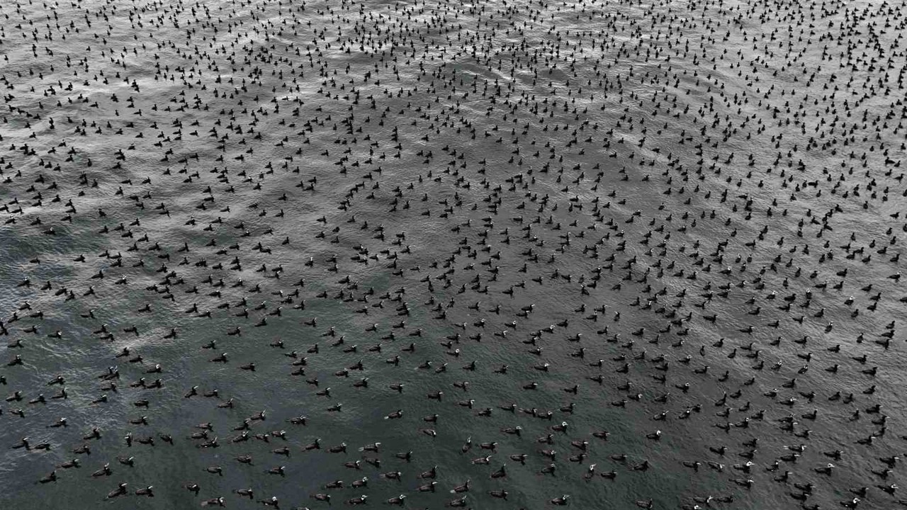 Damatlıklarını giyen karabatak kuşları İstanbul Boğazı’nda bir araya geldi
