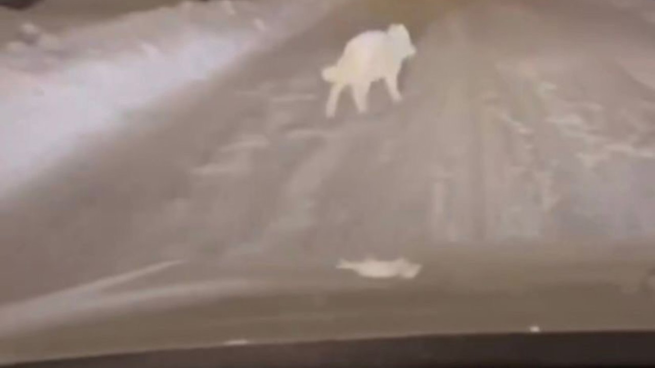 Patnos ilçe merkezinde kurt görüldü
