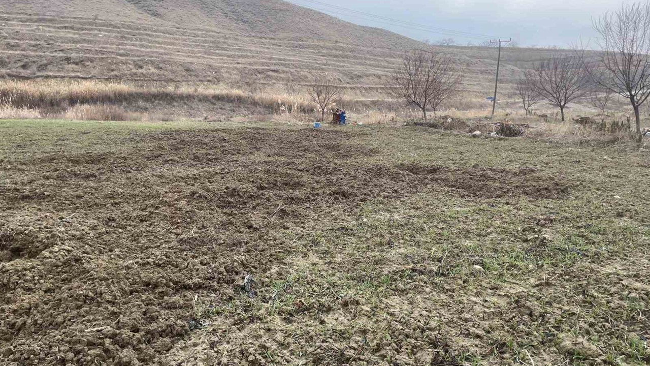 Elazığ’da domuzlar ekili 10 dönüm araziyi talan etti
