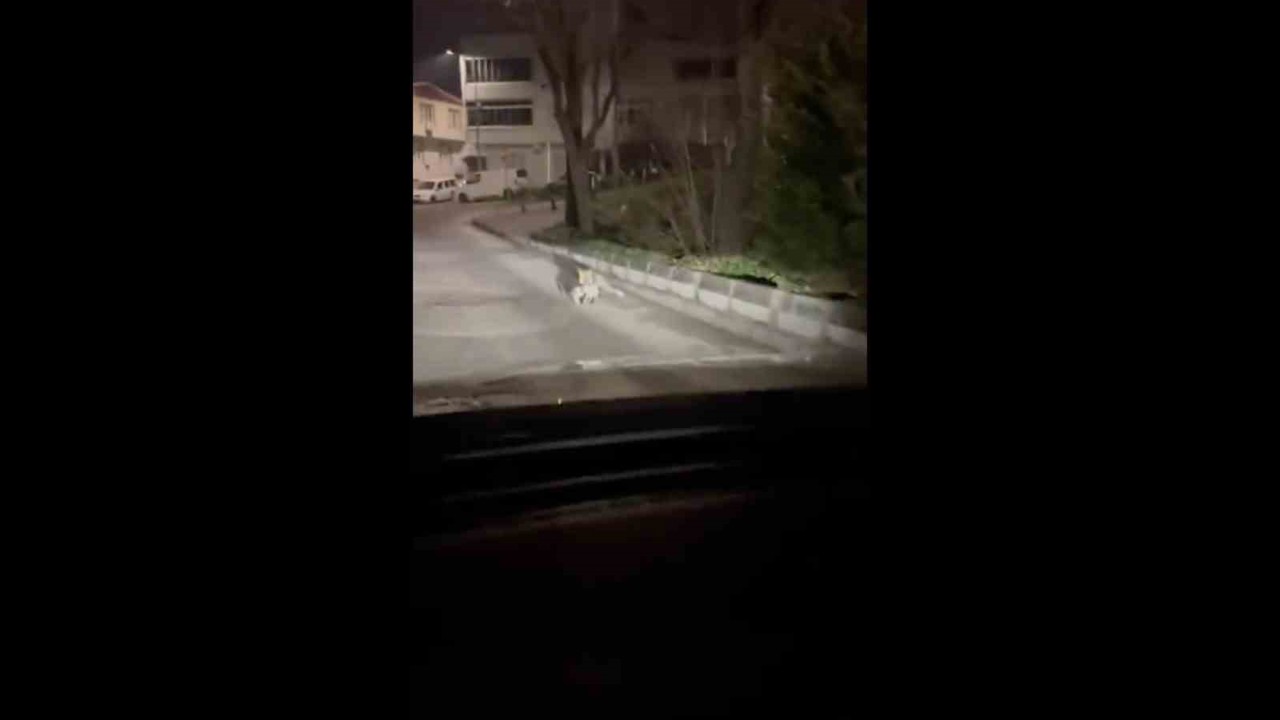 Bursa’da gece yarısı tilki, ağzında kediyle sokakta görüntülendi
