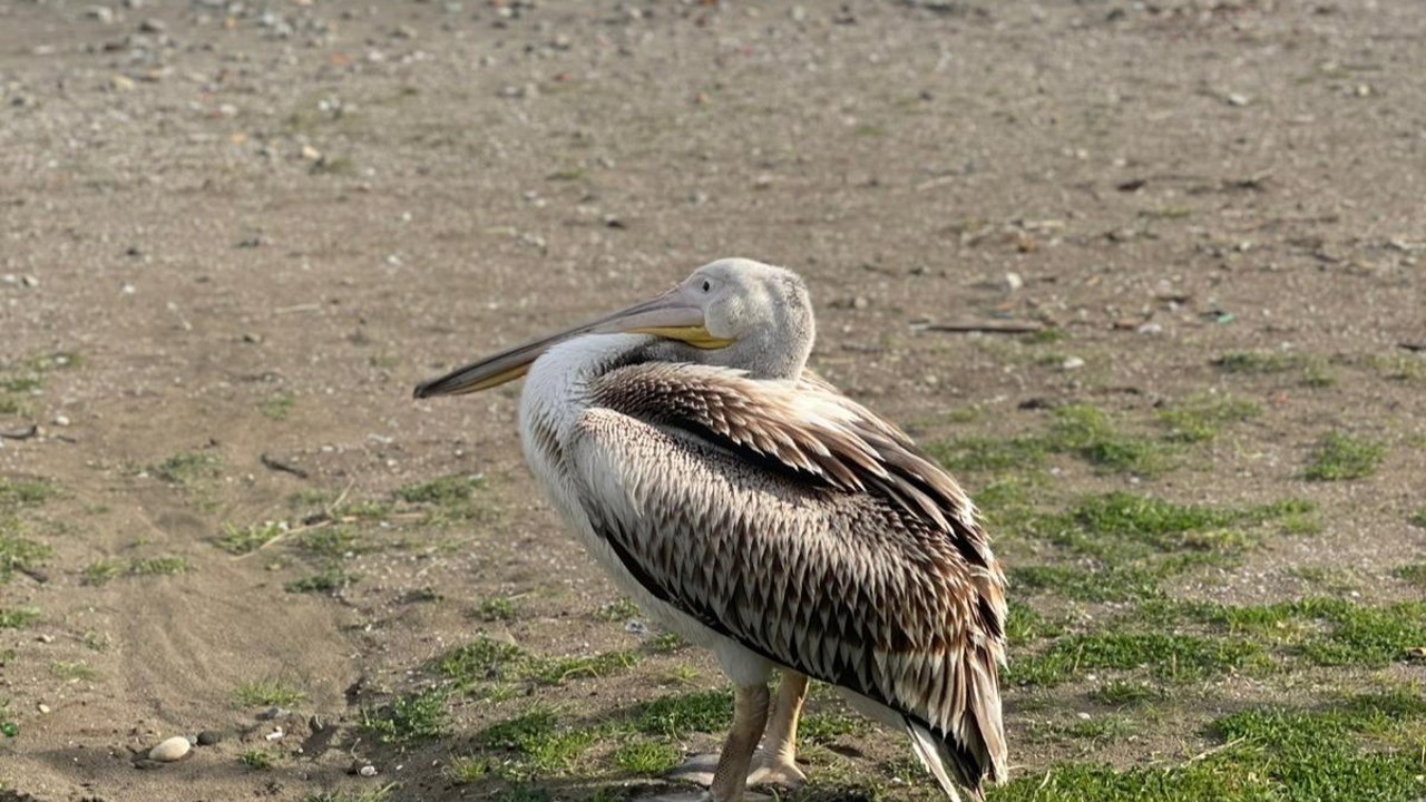 Atakum sahilinde pelikan görüldü
