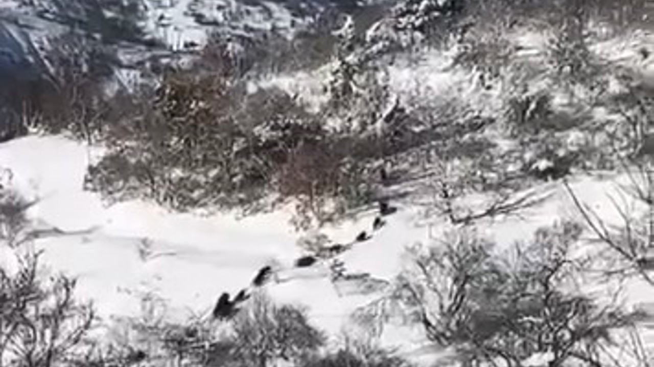 Elazığ’da domuz sürüsü görüldü
