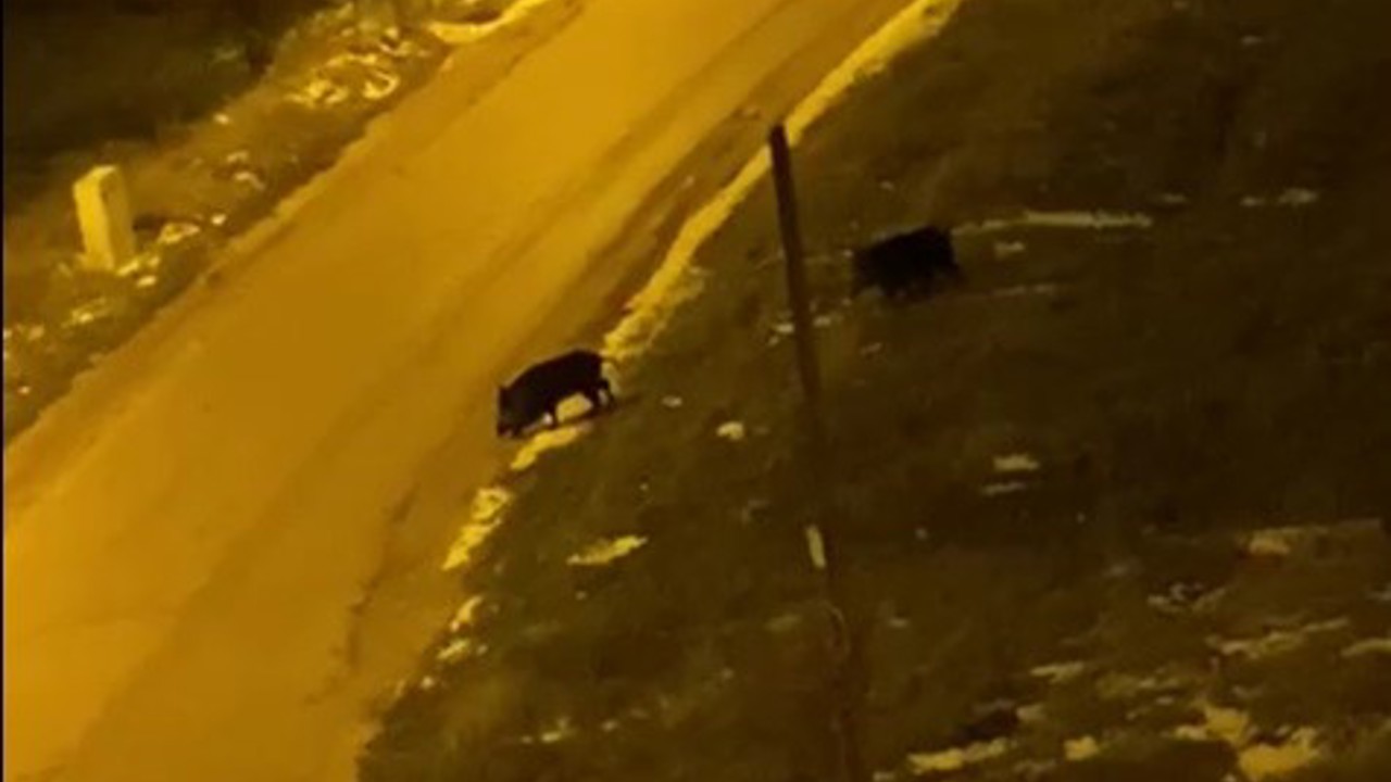 Aç kalan domuzlar şehre indi
