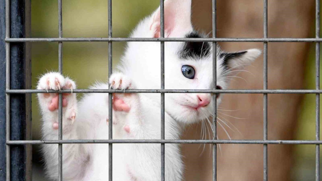 Osmangazi Belediyesi can dostların umudu oluyor
