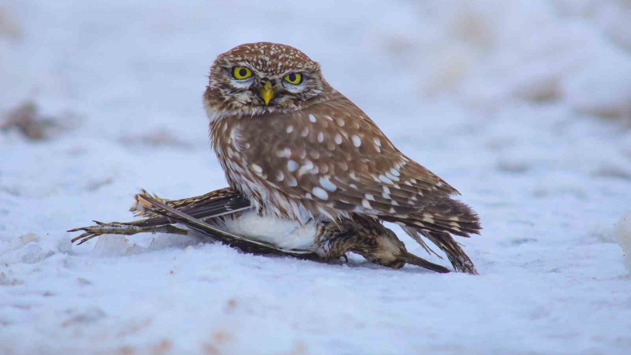 Doğada hayatta kalma mücadelesi
