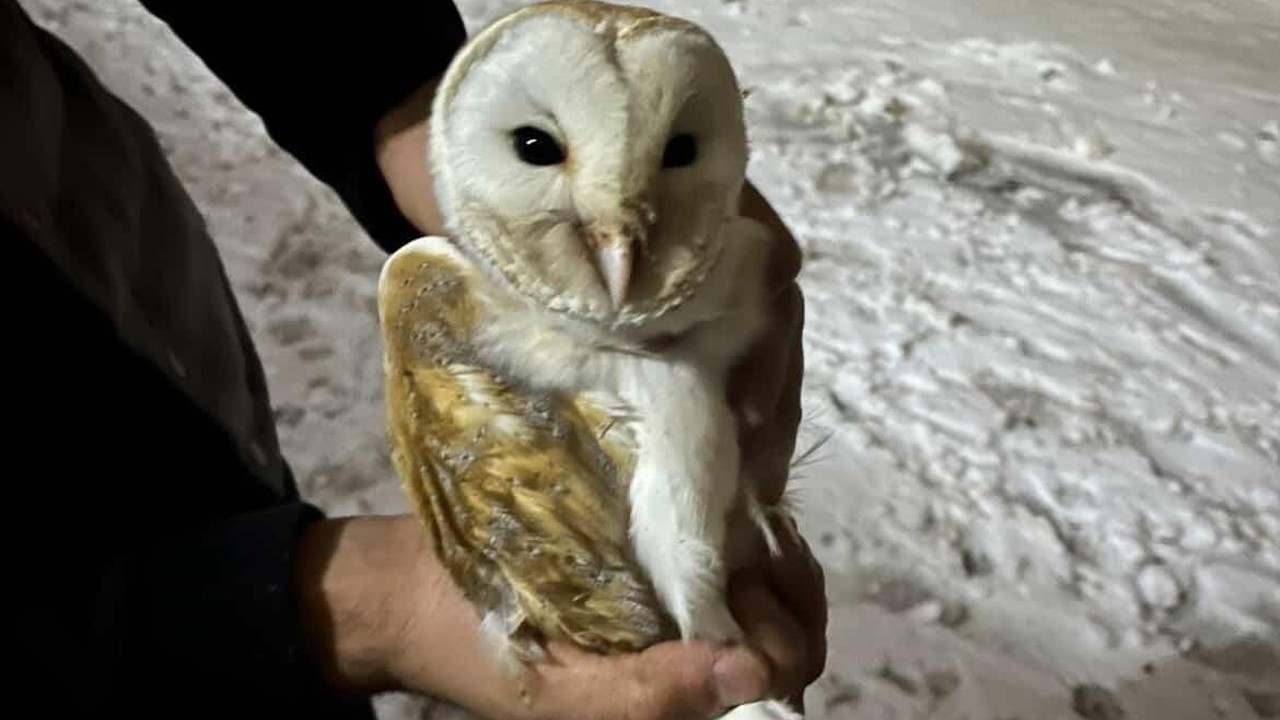 Soğuklardan kaçıp ahıra sığındı
