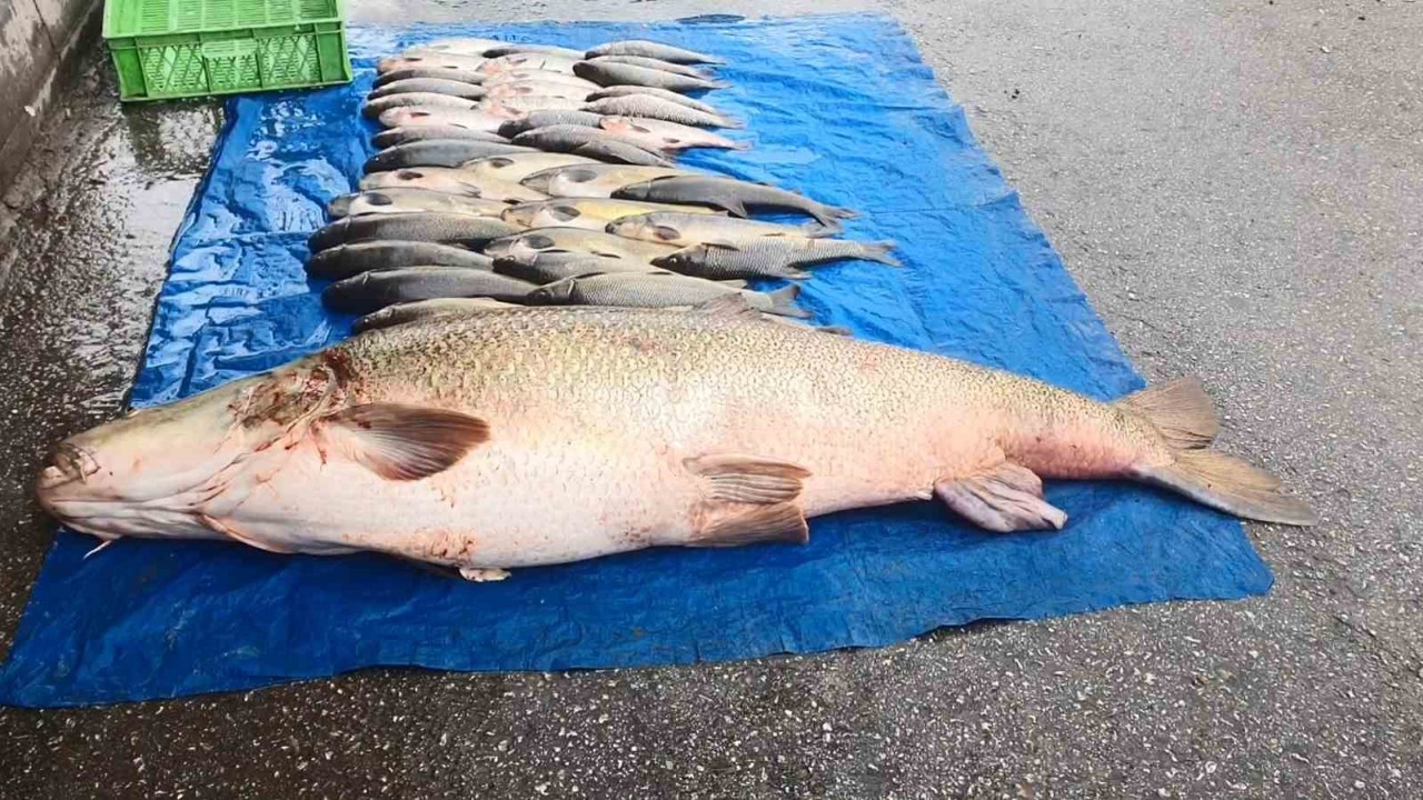 Elazığ’da 52 kilogram ağırlığında turna yakalandı
