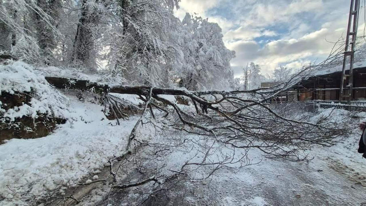 Sinop’ta kara yolunda ağaç devrildi
