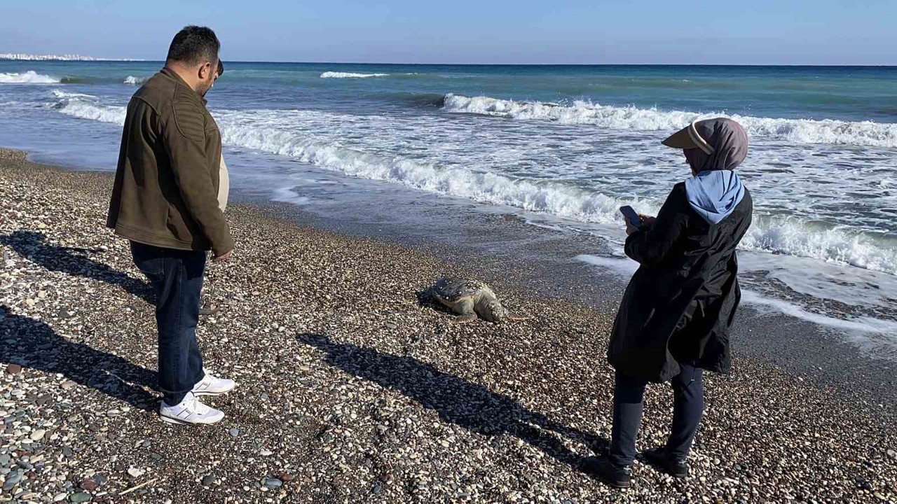 Erdemli sahilinde üzücü manzara: 2 günde 2 caretta caretta telef oldu
