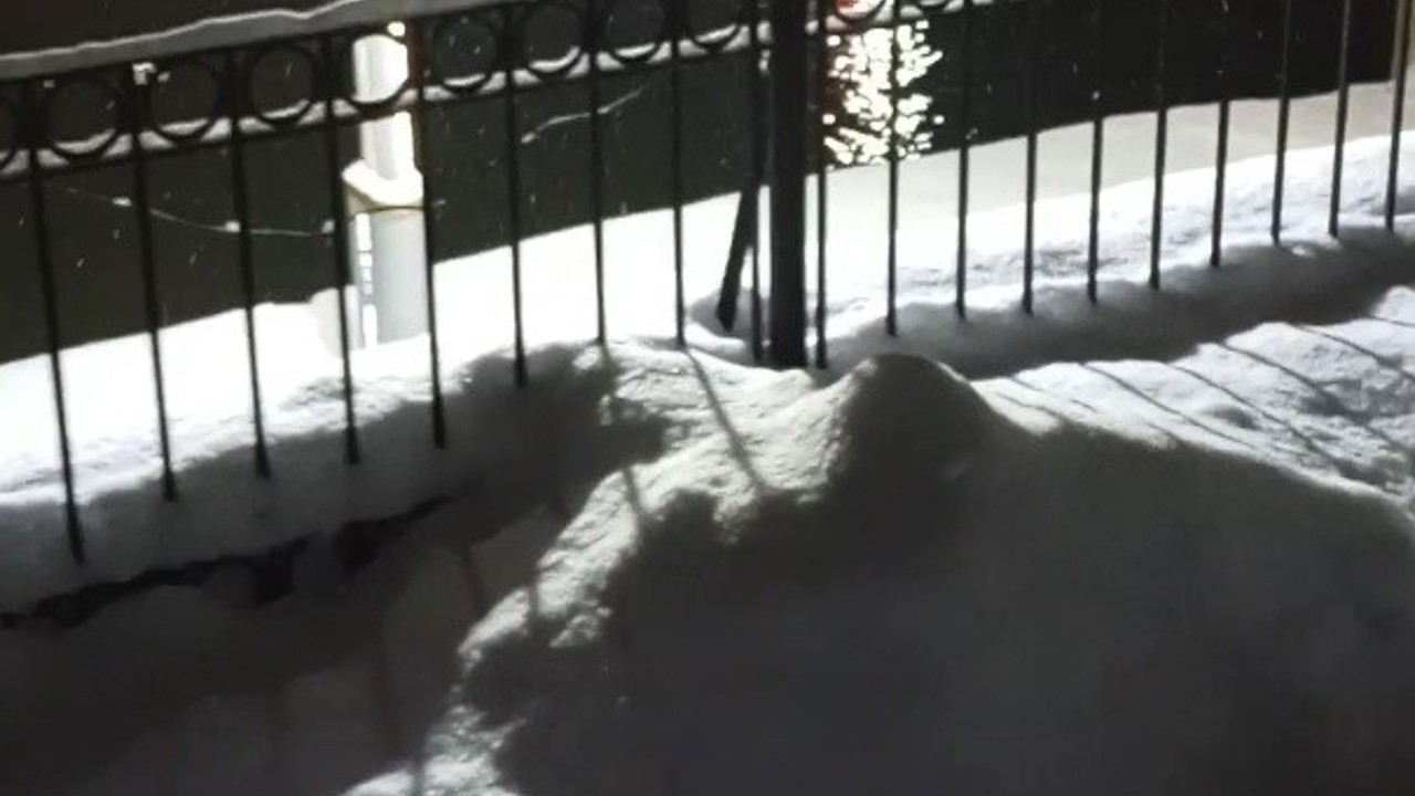 Bayburt’ta su samuru bu kez eşiyle birlikte görüntülendi
