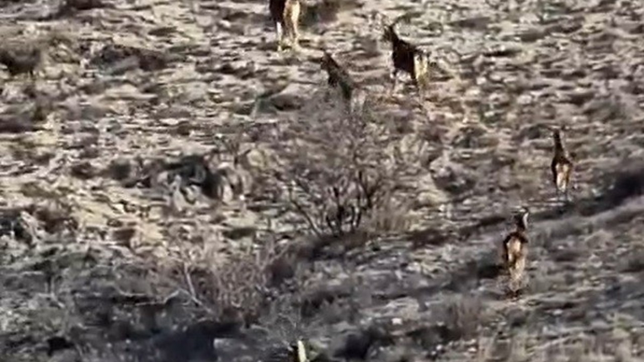 Eskişehir’de görüntülenen 8 geyik hayran bıraktı
