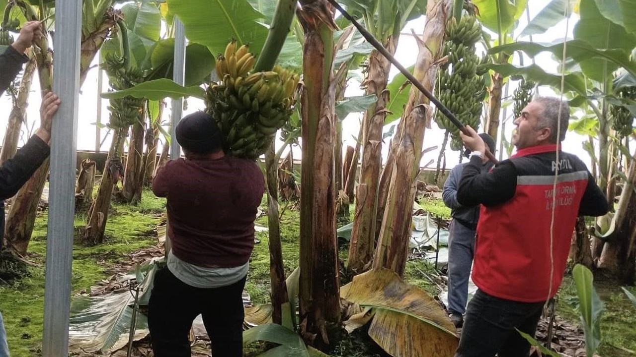 Efeler’de muz hasadı başladı
