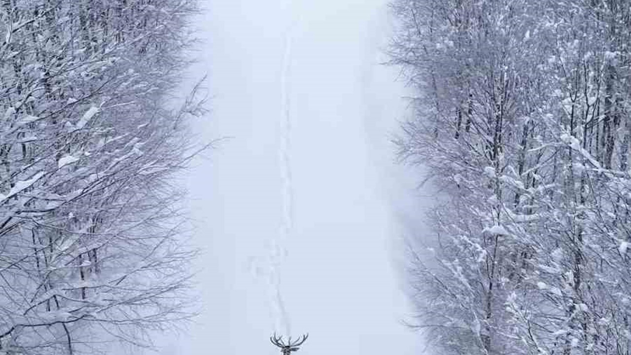 Karların arasında süzülen kızıl geyik havadan görüntülendi
