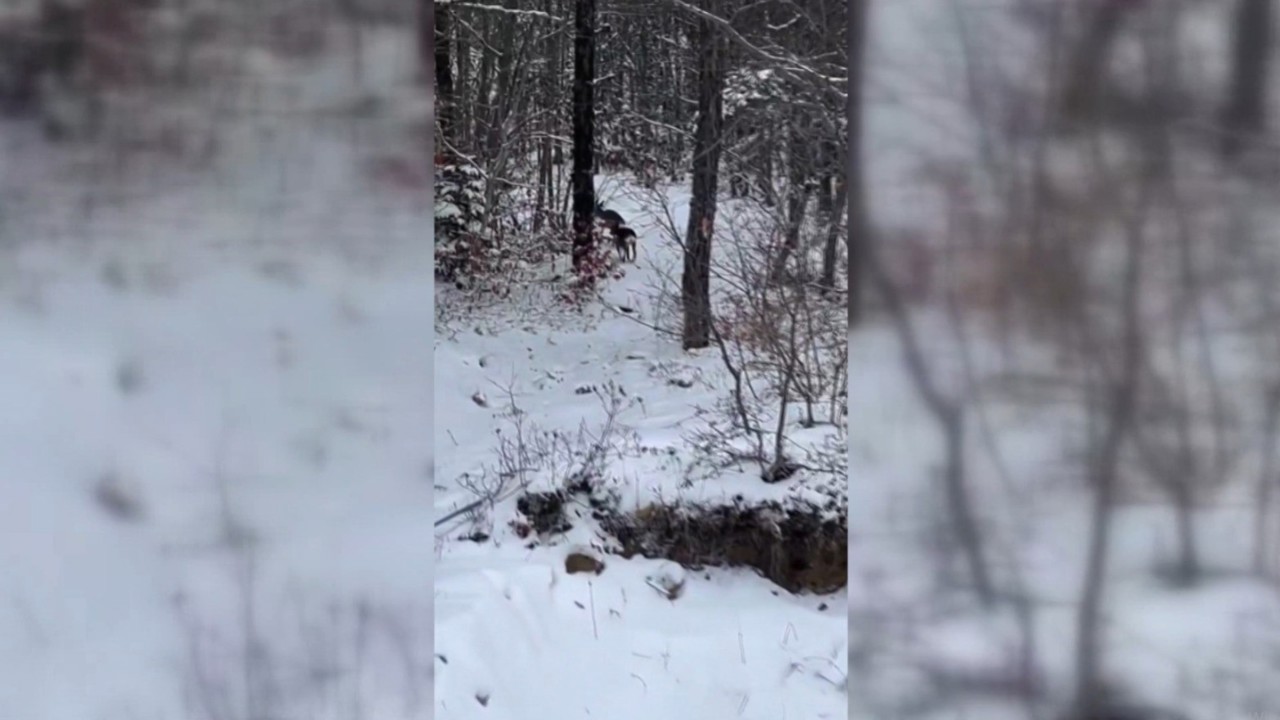Sinop’ta yiyecek arayan karacalar kameralara yansıdı
