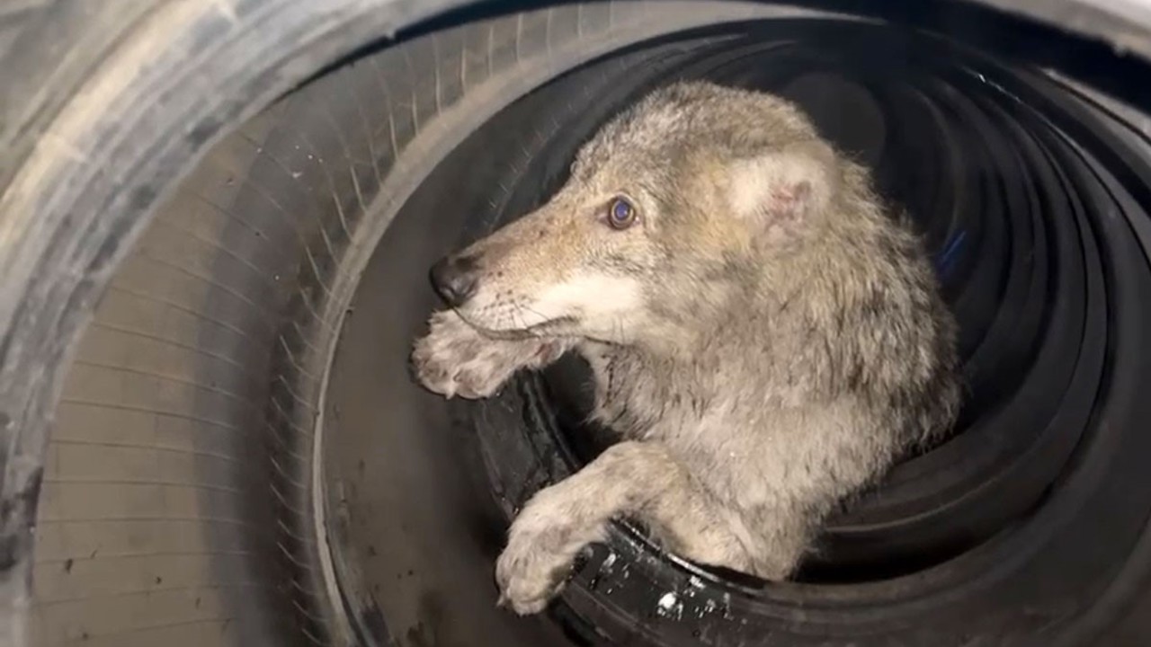 Lastikçiye giren kurt paniğe neden oldu
