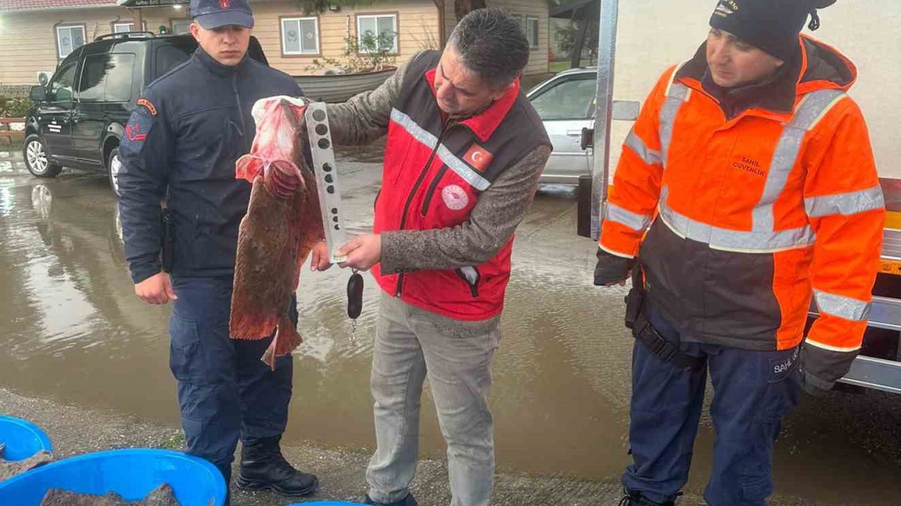 Kaçak avcılık operasyonunda 500 kalkan balığına el konuldu
