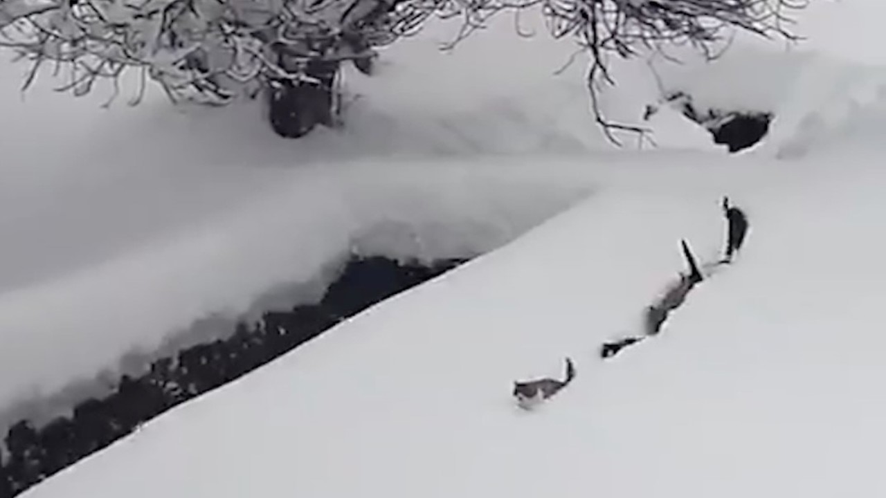 Kedilerin karda yürümeye çalıştığı anlar renkli görüntüler oluşturdu
