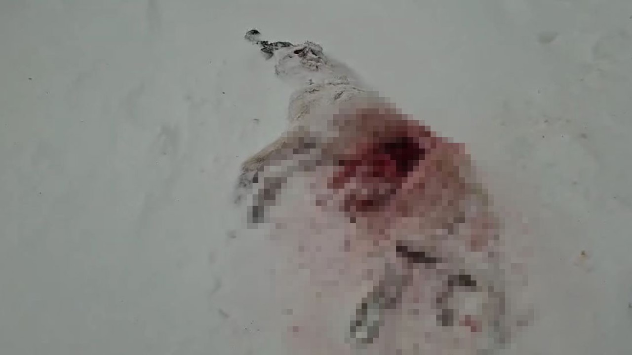 Dağda aç kalan kurtlar köyün kabusu oldu
