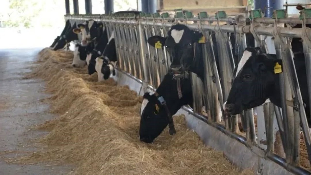 Aydın hayvancılıkta Türkiye zirvesinde
