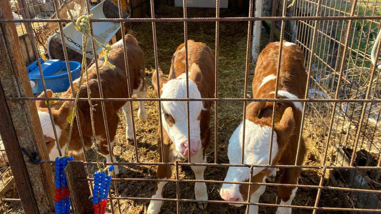 Edirne’nin Orhaniye köyünde üçüz buzağı dünyaya geldi
