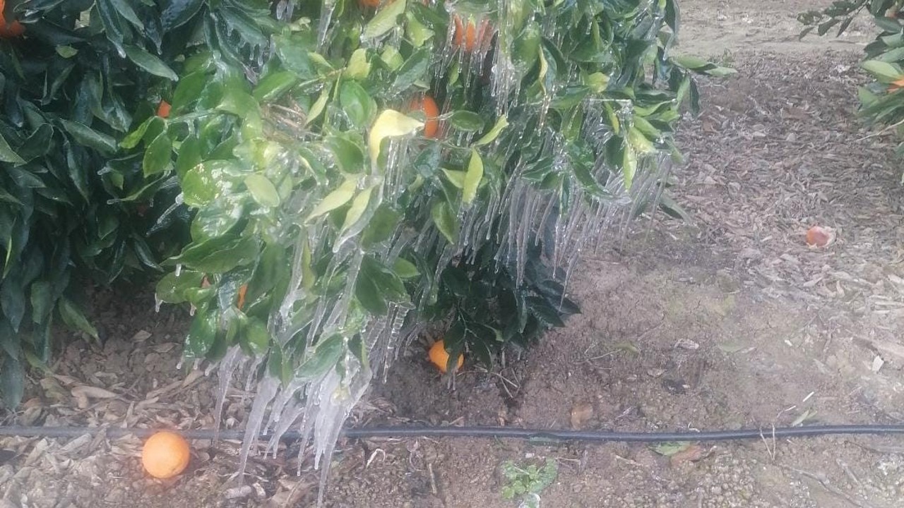 Adana’da portakal ağaçları buz tuttu
