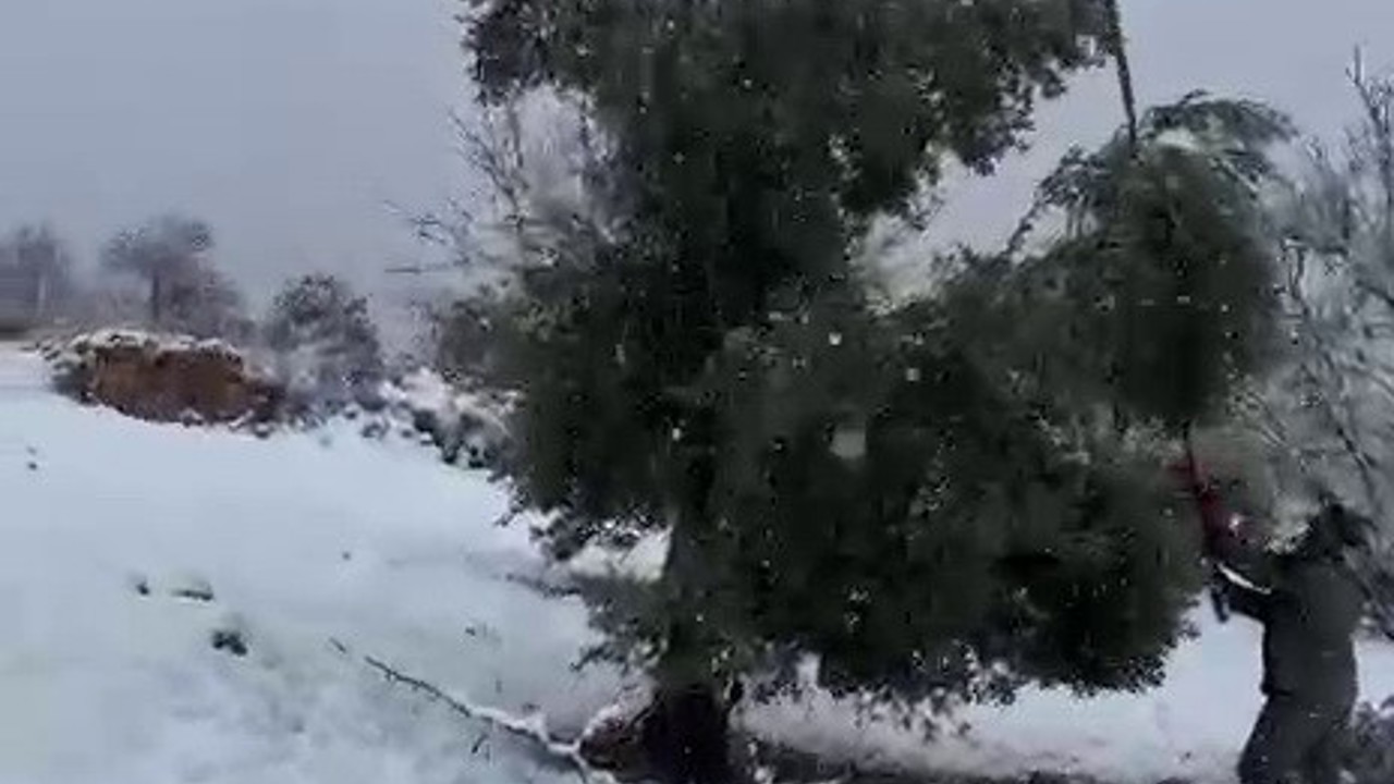 Kar ağırlığına dayanamayan ağaçlar zarar gördü
