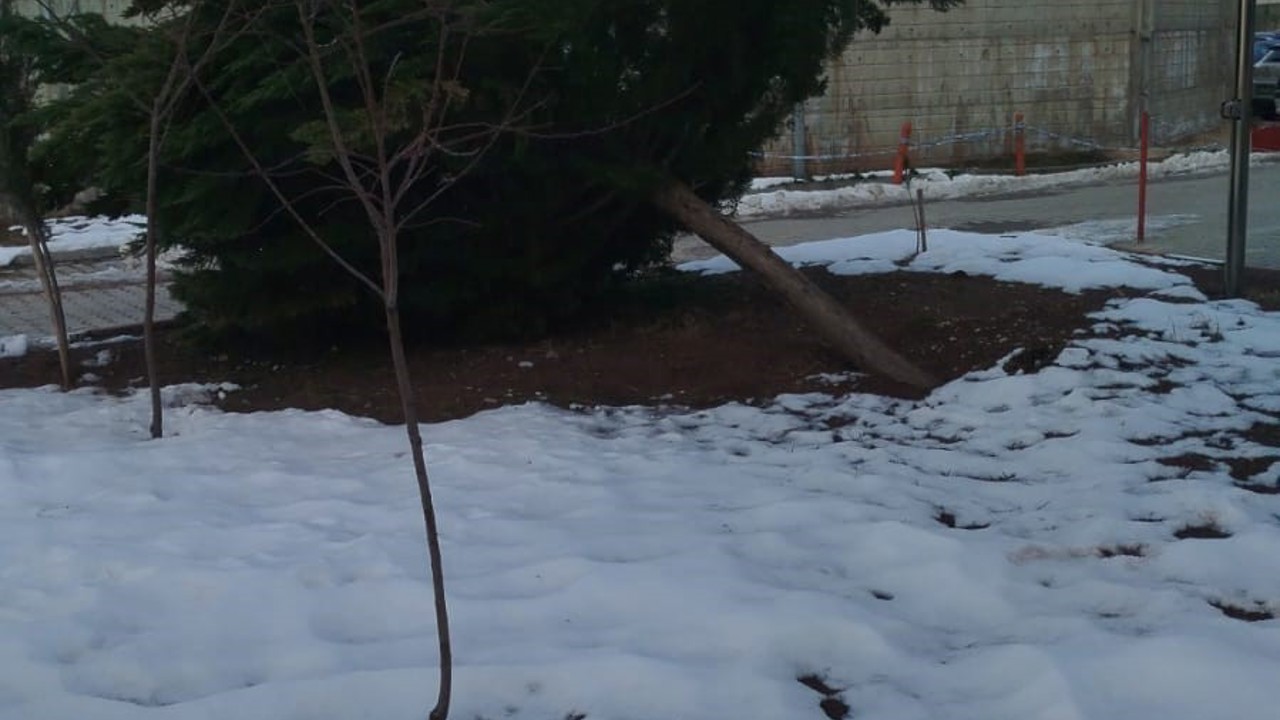 Şiddetli rüzgar hastane bahçesindeki çam ağacını devirdi
