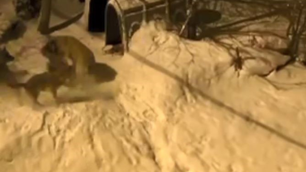 Artvin’de cesur bekçi köpeği 6 kurda meydan okudu
