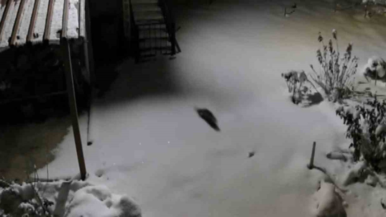 Aç kalan kaya sansarı evlerin dibine kadar indi
