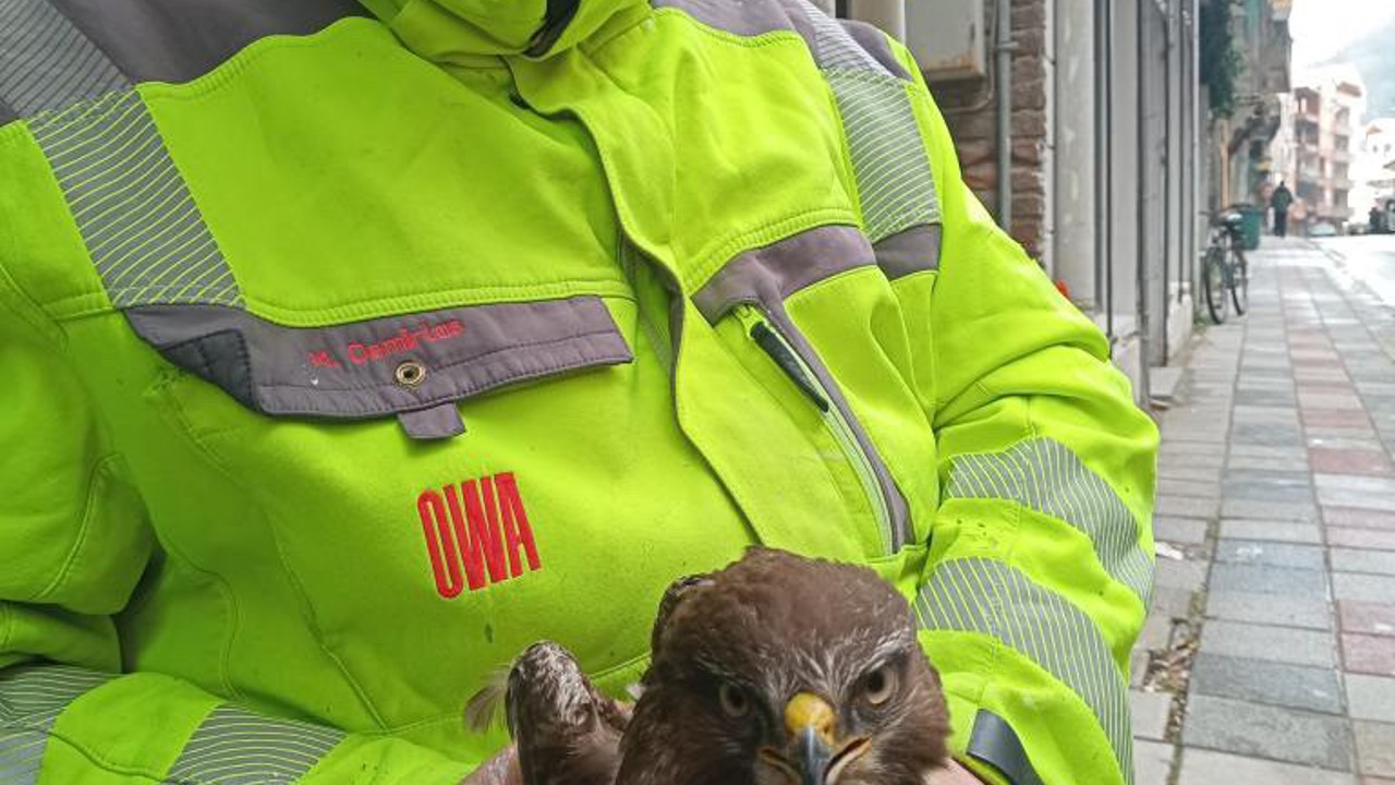 Ayancık’ta yaralı bulunan şahin koruma altına alındı
