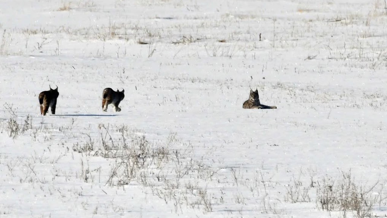 Elazığ’da vaşak ailesi görüntülendi
